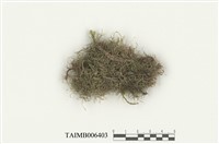 藏品(粗疣裂齒蘚)的圖片